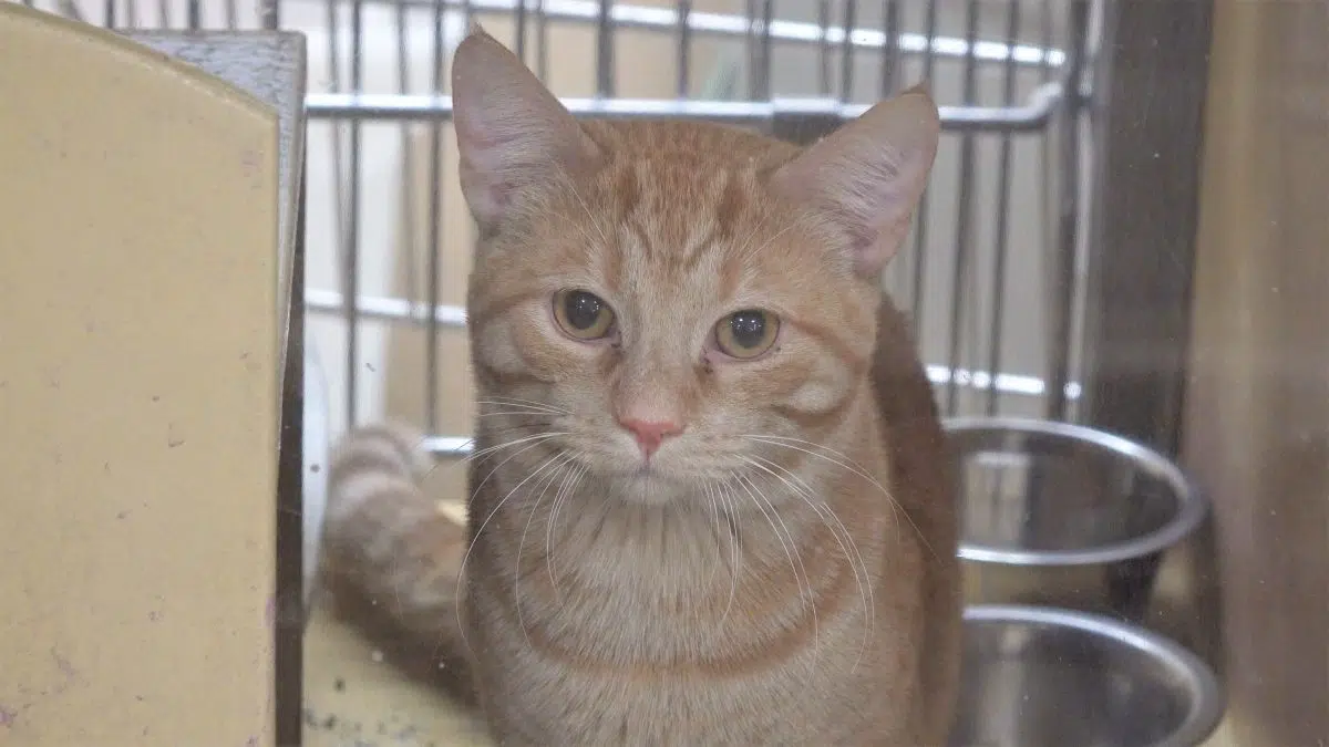 Shelter Holding Cat Event Saturday; Continuing FeeFree Adoptions