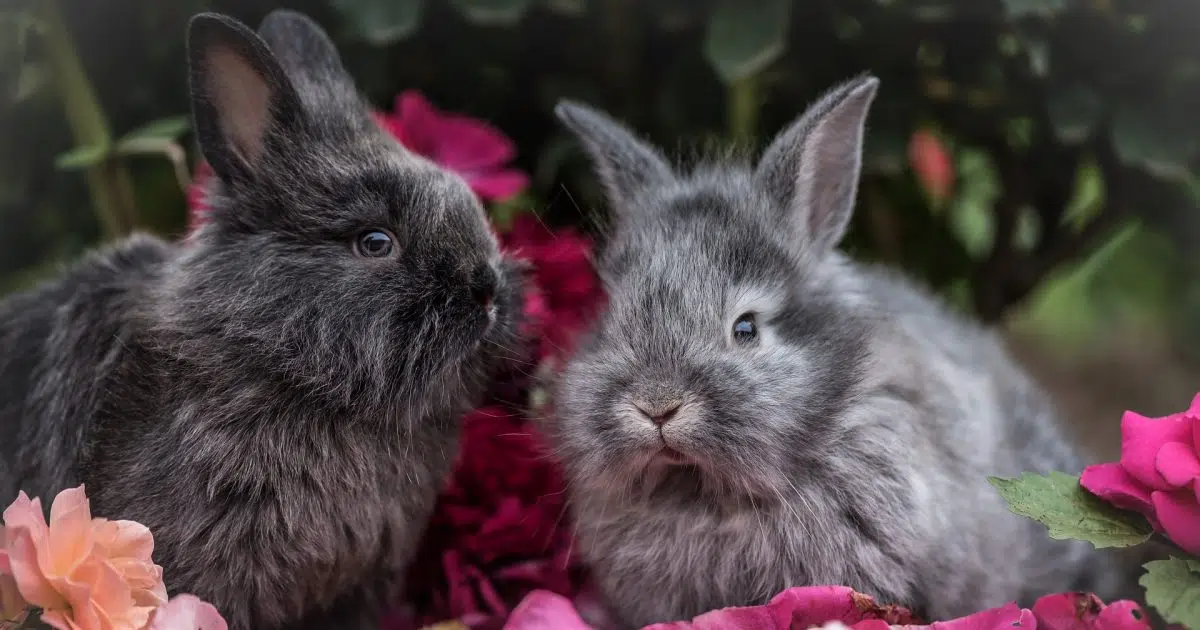 Luxury Hotel For Rabbits Opens in Chicago Neuhoff Media Lafayette