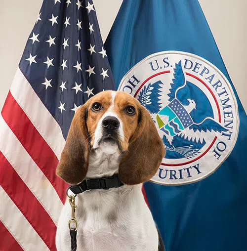 “Beagle Brigade” member Hardy’s official photo. (Photo credit: Department of Homeland Security’s U.S. Customs and Border Protection)
