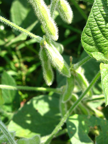 South Dakota farmer to serve as American Soybean Association president in 2021 - Vimarsana News