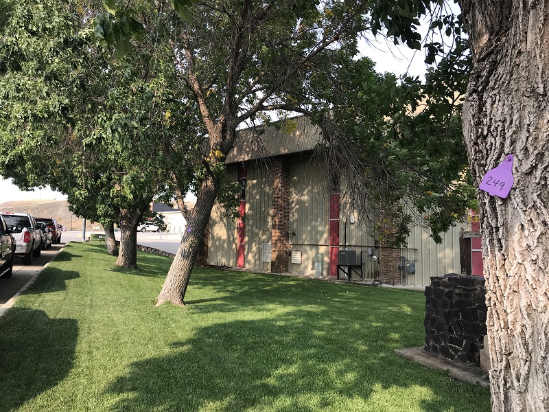 Fort Pierre City Council approves treatment, replacement vouchers for ash trees - Vimarsana News