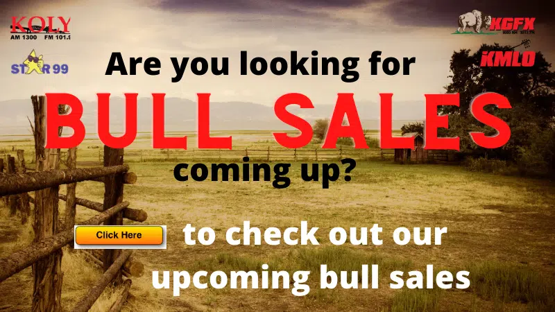 Feature: https://drgnews.com/bull-sales/