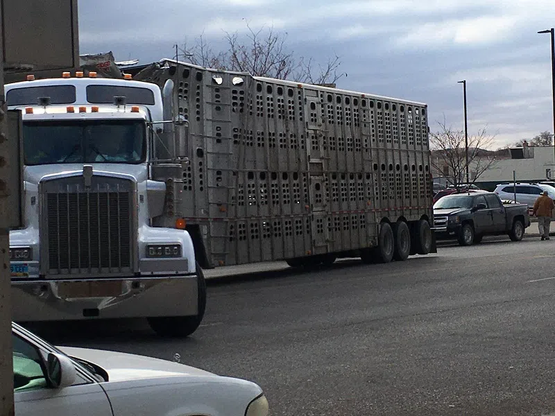 cattle truck vs pierre train bridge