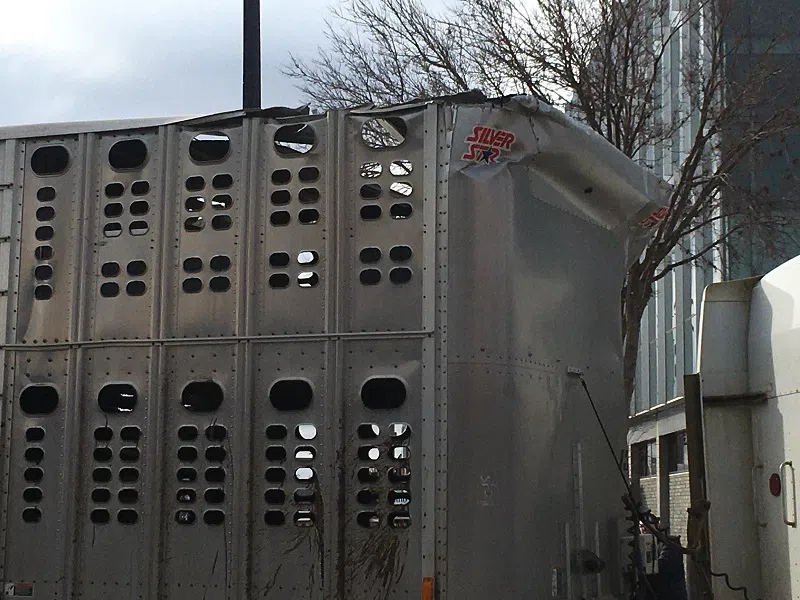 cattle truck vs pierre train bridge