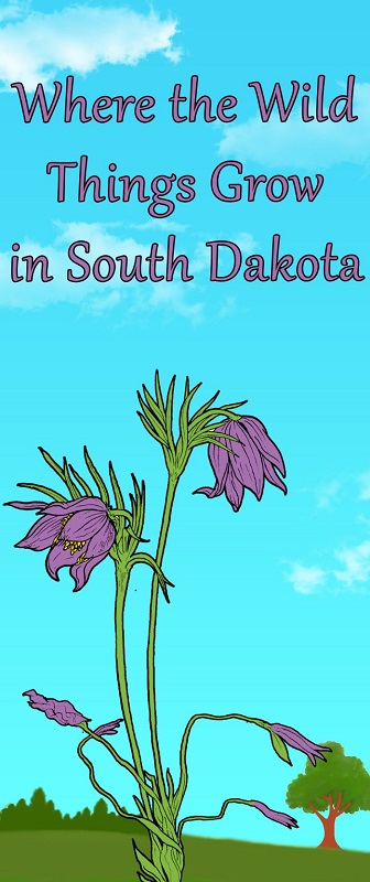 'Where the Wild Things Grow in South Dakota' exhibit opens tomorrow at SD Cultural Heritage Center in Pierre - Vimarsana News