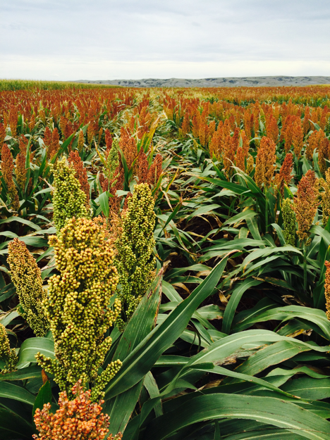 Feb 2-6 Crop Hour: Diversifying crop rotation through field peas, sorghum and polycropping - Vimarsana News