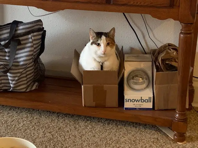 Why Do Cats Love Boxes Drgnews