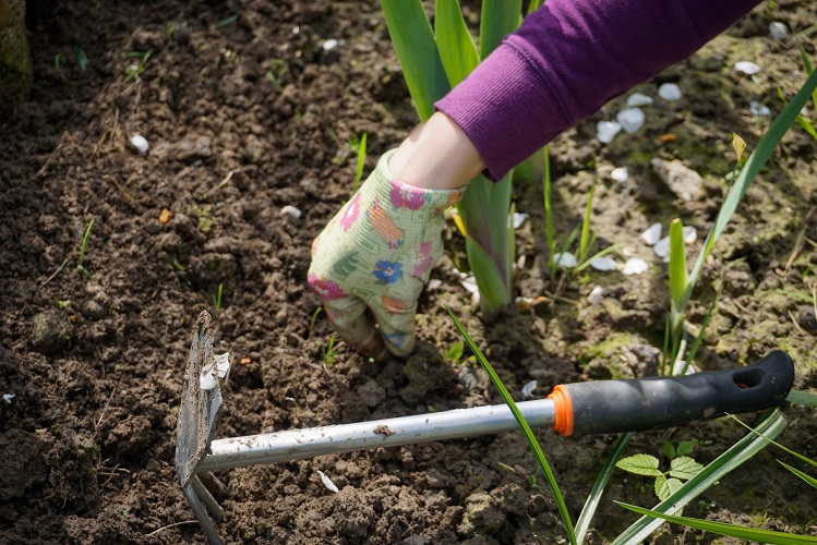 SDSU Extension hosting first virtual Garden Hour program of the season tonight - Vimarsana News