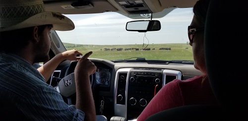 Registration open for Mineral Nutrition for the Beef Cow Herd educational webinar series - Vimarsana News
