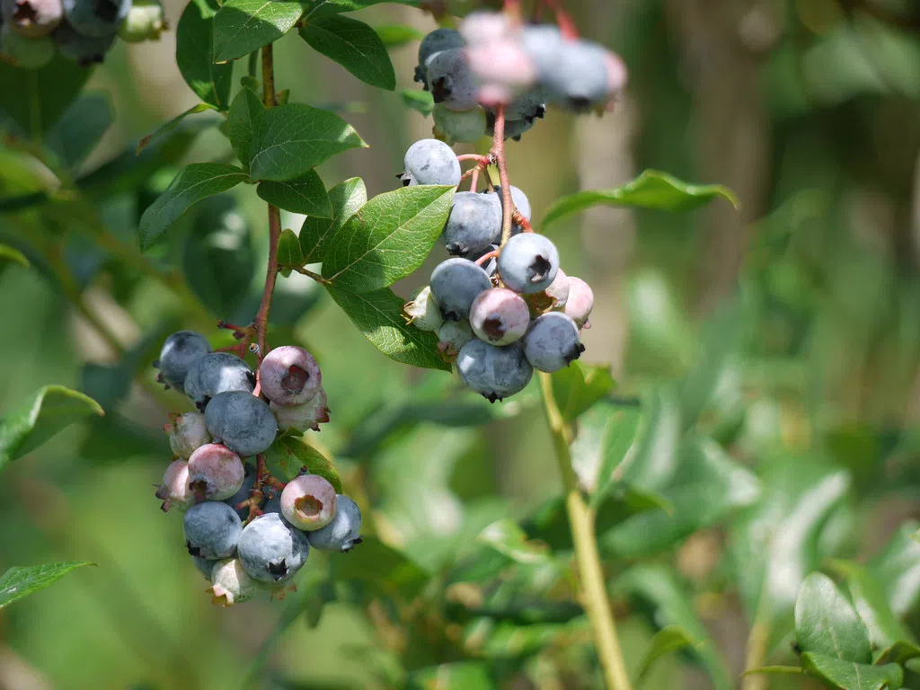 Maine’s blueberry crop faces climate change peril DRGNews