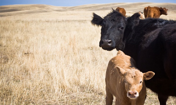 Monday early registration deadline for Range Beef Cow Symposium in Rapid City - Vimarsana News