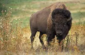 North Dakota changes requirements for bison imported from Canada changed