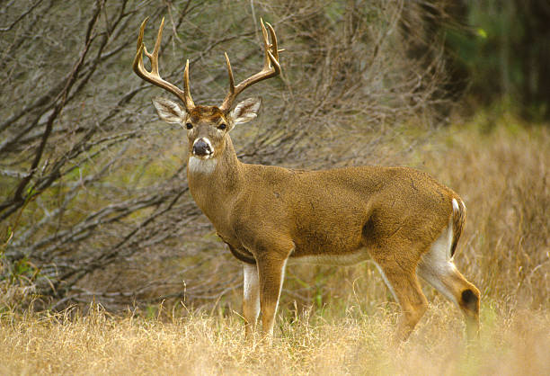 With numbers about half what they were two years ago, task force determines no need for deer season to be held within Pierre city limits this year - Vimarsana News