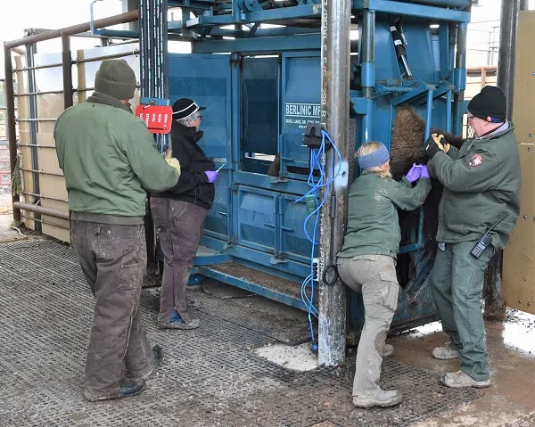 In the center of the photo is a steel blue squeeze shoot with a bison inside it. There are 4 people in the photo. One man is holding the head of the bison sticking out of the shoot, a woman is leaning against the shoot as she injects a chip into the bison, one man is standing to the left holding some controls and in the background is a woman looking at the bison preparing to draw a blood sample.
