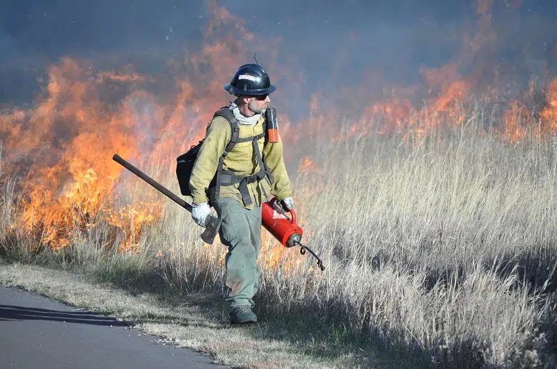 In the middle of the photo is a firefighter walking to the right carrying a drip torch in his left hand and a Pulaski tool in his right. He is dressed in a yellow fire shirt with green pants and wearing a black helmet. Behind him flames are burning in high grass.