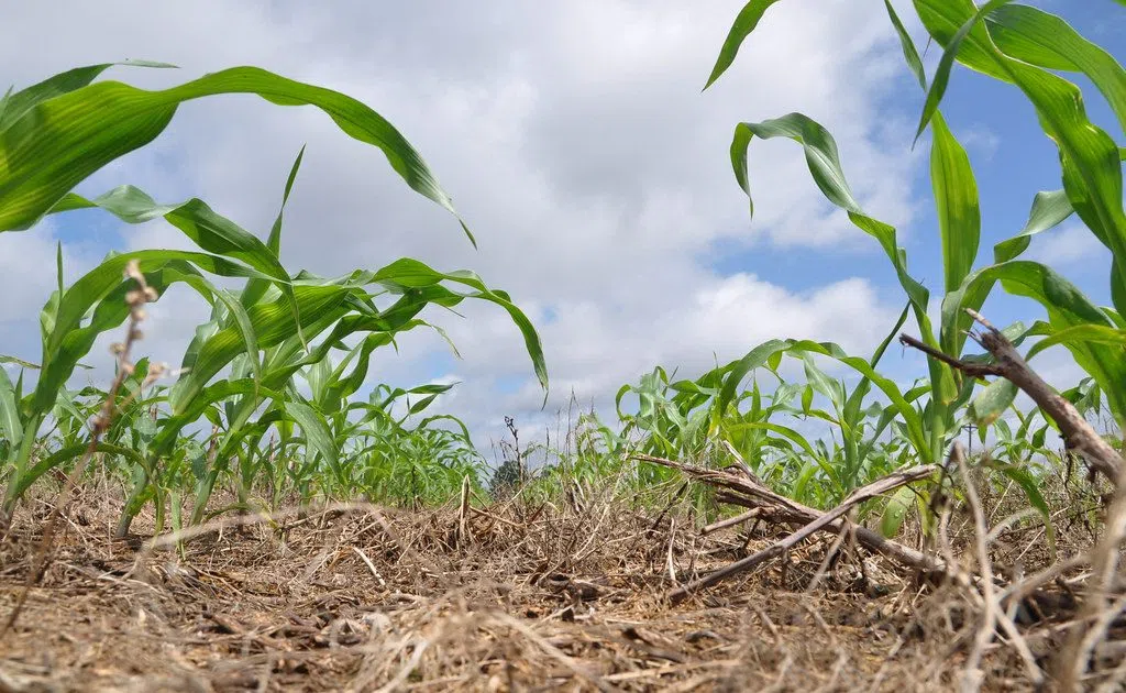 Crop maturity slowing coming along in South Dakota