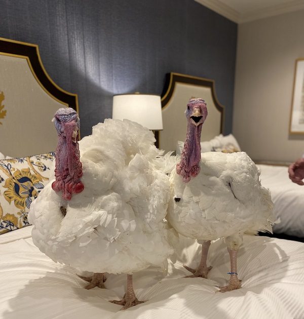 Biden opens holidays, pardons turkeys Chocolate and Chip - Vimarsana News