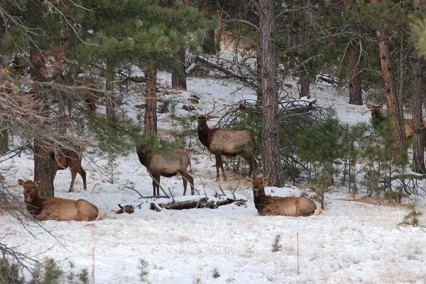 A snowy hillside with ponderosa pine trees and elk, some standing and some lying down, looking toward the camera.