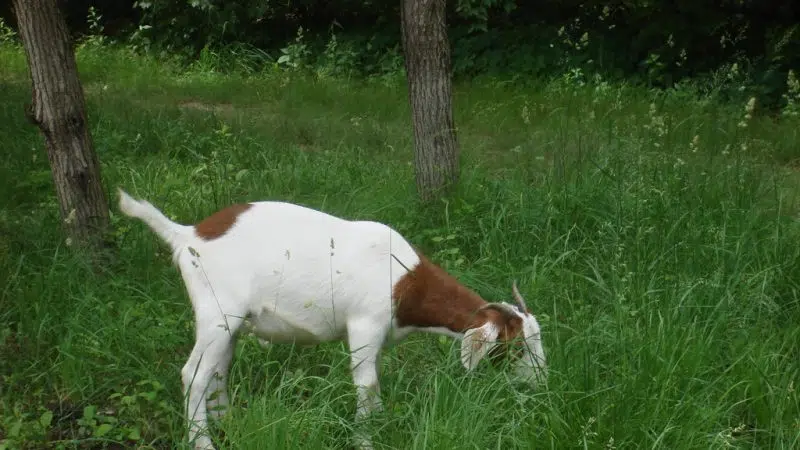 No kidding: California overtime law threatens use of grazing goats