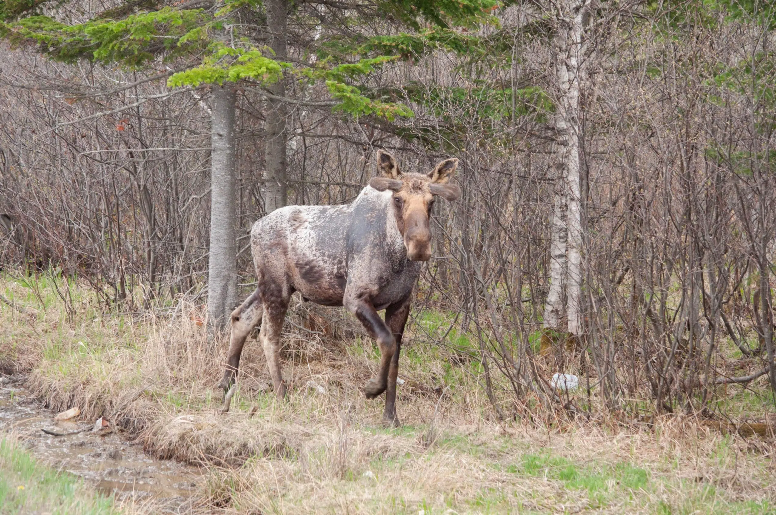 Annual Moose Winter Tick Surveillance Program Seeks Input On Survey ...