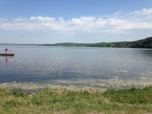 Province develops Algae Watch website - Vimarsana News