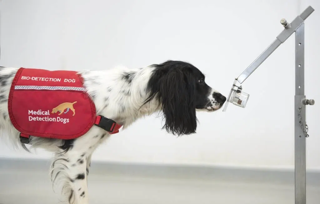 Can dogs detect COVID19? U.K. researchers are studying if they can