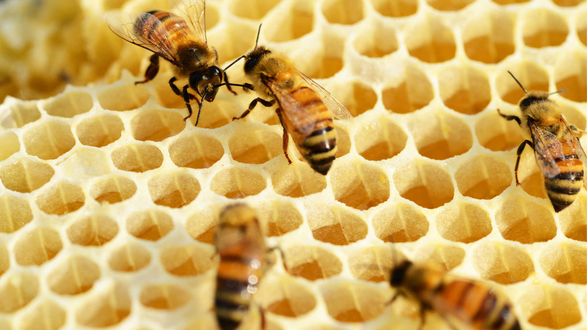 District of Taylor reminding citizens of backyard hen enclosure and beekeeping bylaws - Vimarsana News