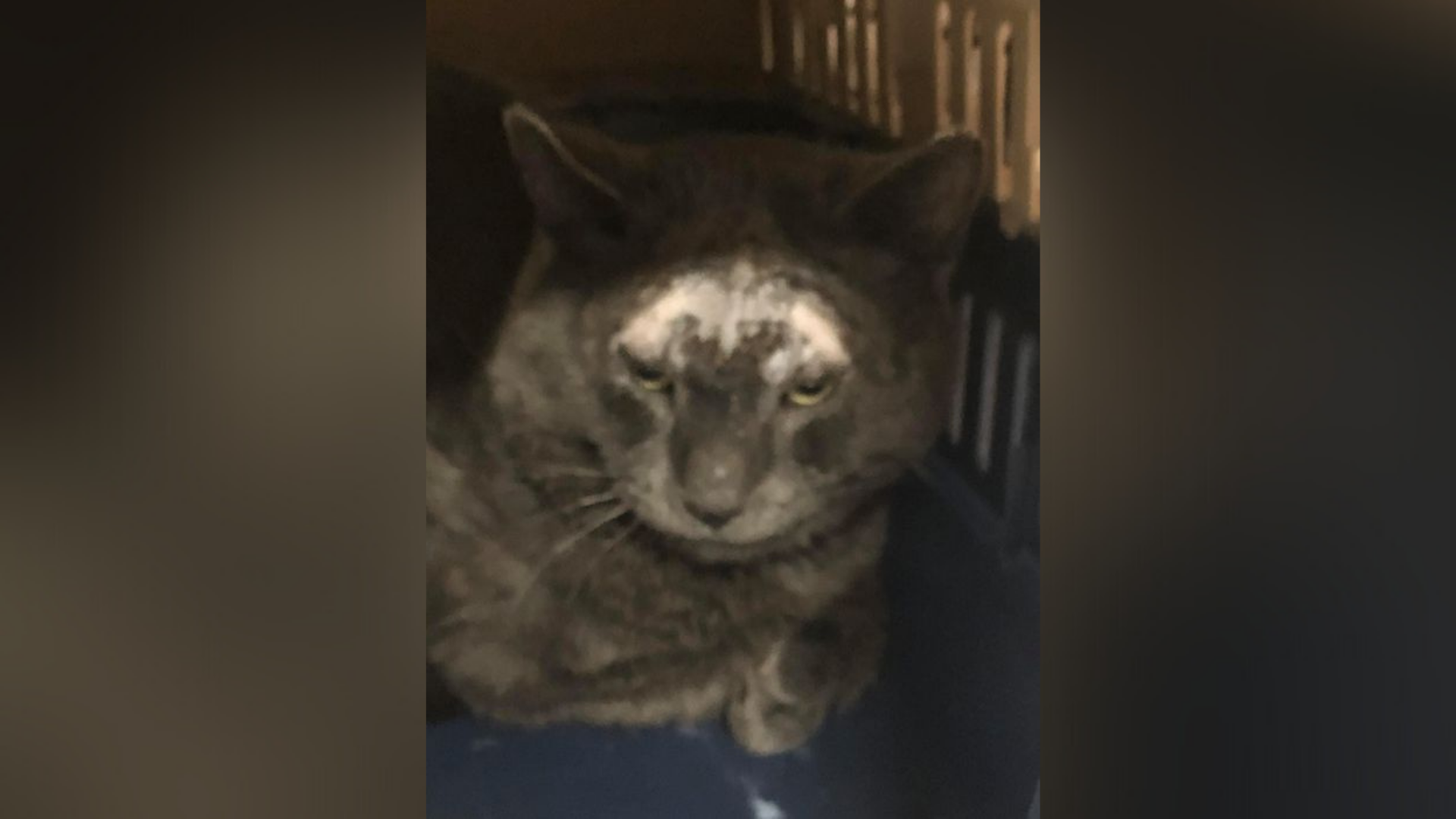 North Peace Forgotten Felines holding on to hope - Vimarsana News
