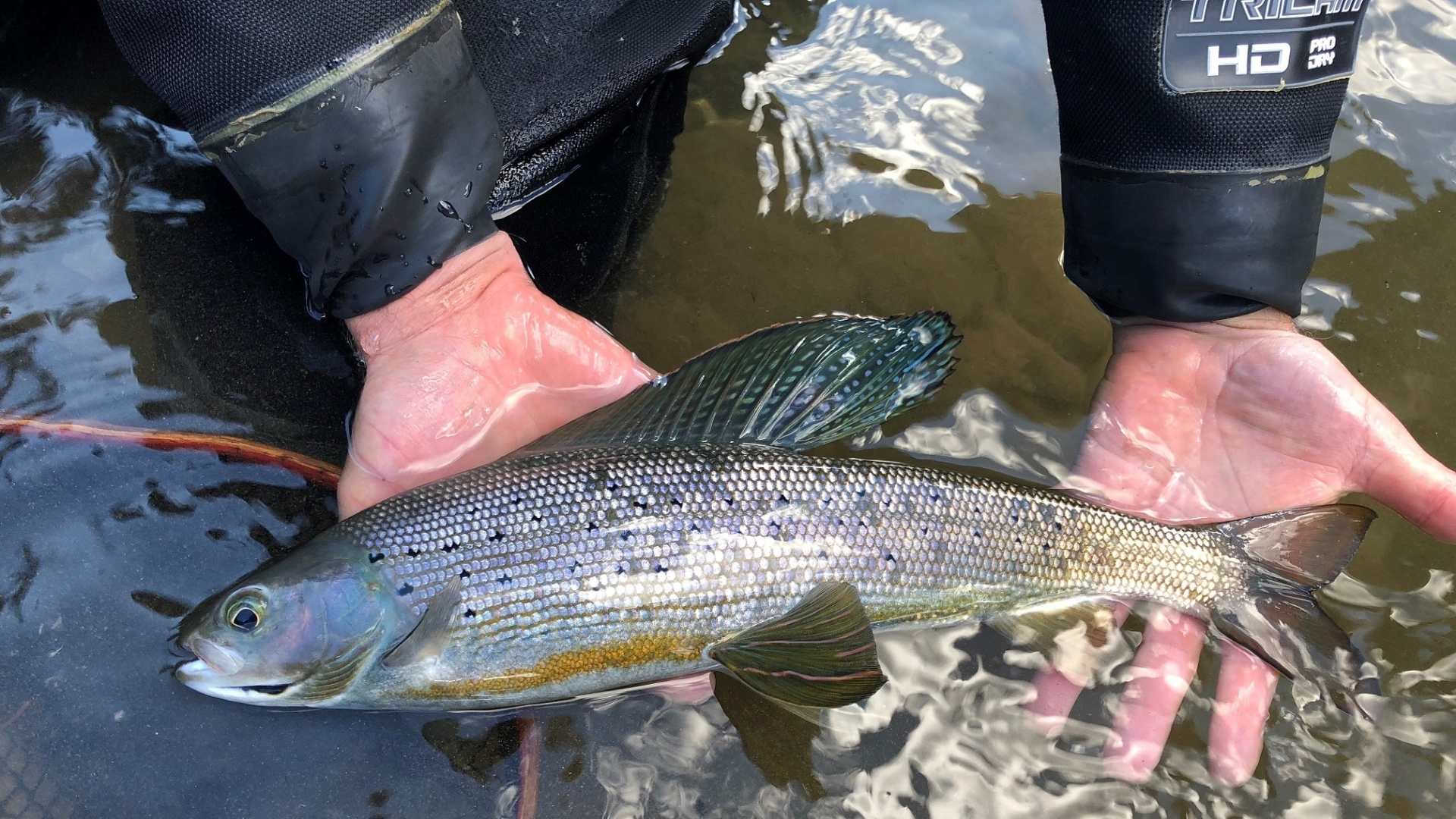 Grant intake available for Peace region fish and wildlife projects - Vimarsana News
