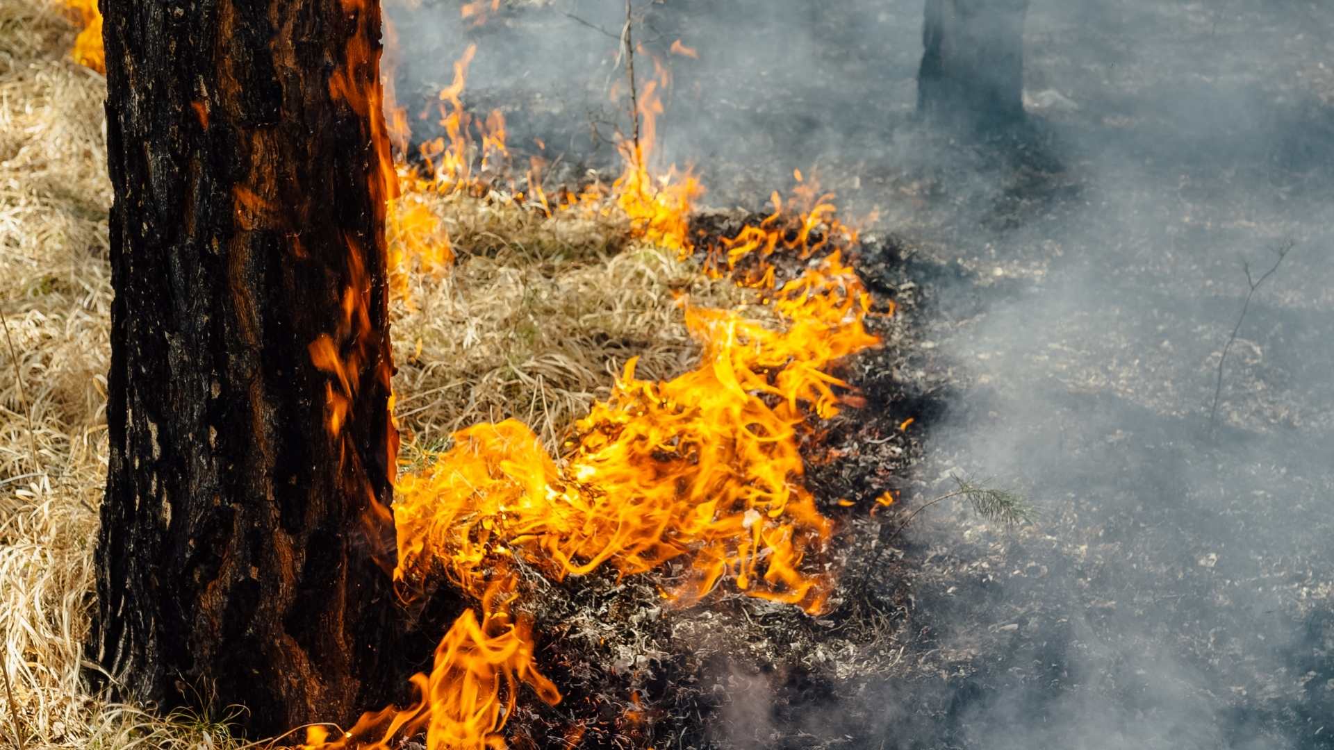 Wildfire Community Preparedness Day display and bbq in Taylor - Vimarsana News