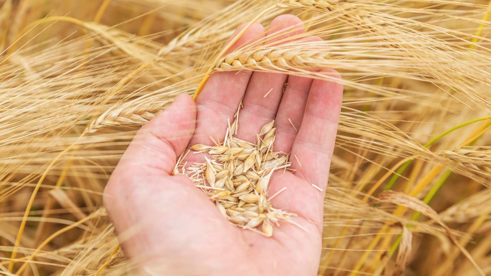 Northern Development approves 19 projects through BC Hydro Peace Agricultural Compensation Fund - Vimarsana News