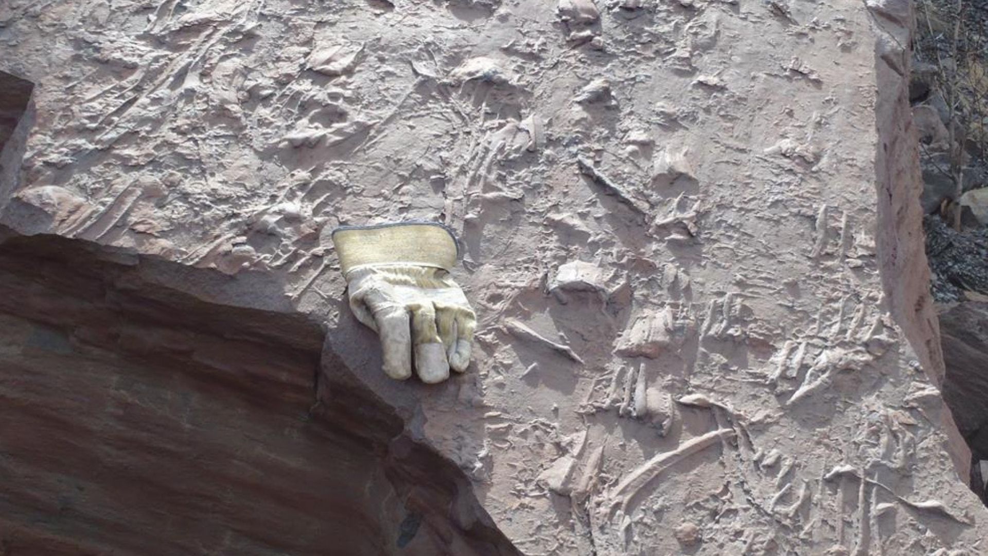 Crocodile evidence found near Tumbler Ridge in 2015 highlighted in international journal - Vimarsana News