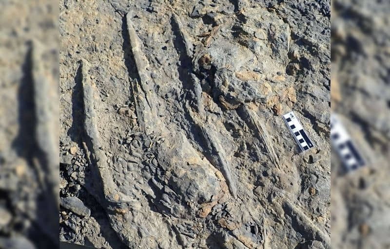 Local researcher helps uncover world-first swim trace evidence of giant crocodiles in Peace region - Vimarsana News