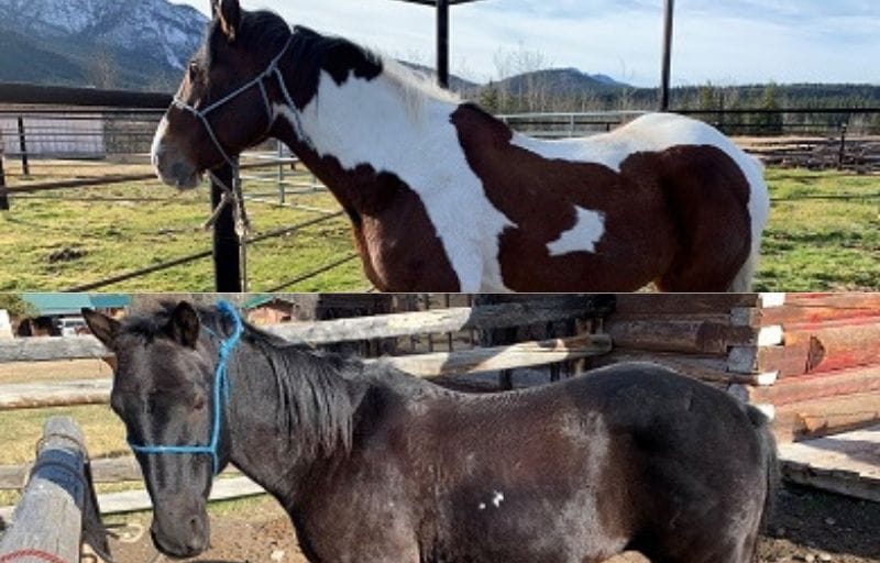 Two horses allegedly stolen from ranch near Redfern Lake - Vimarsana News