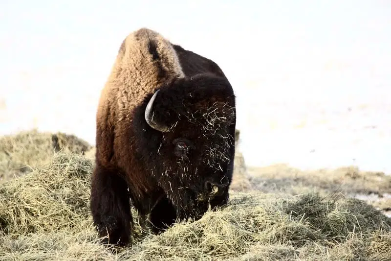Bison calf born last month now roaming Nebraska safari park Classic