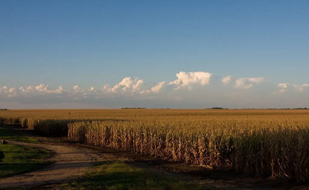 Nebraska Corn Board To Meet Wednesday In Kearney | 107.7 The Island ...