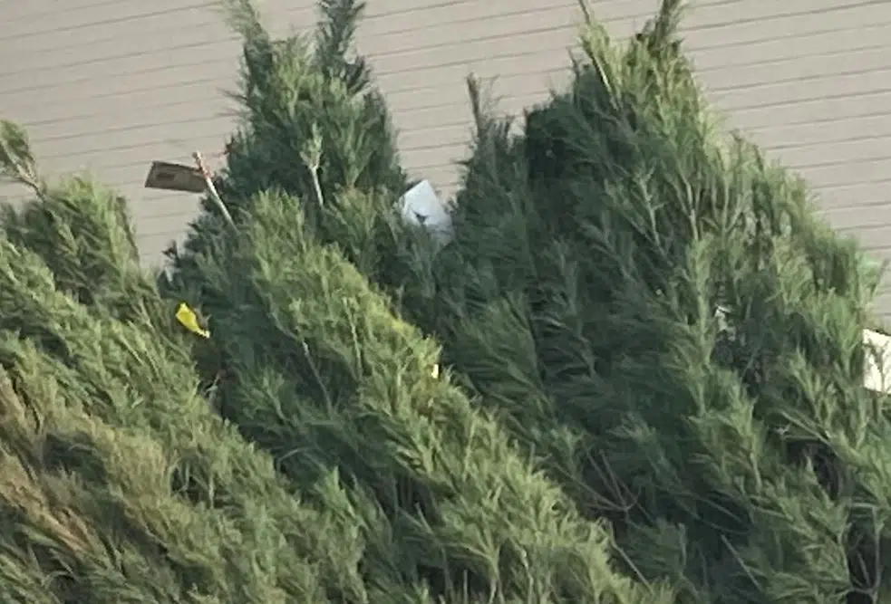 Vallejo Ca Boy Scouts Christmas Tree Pickup 2022 Boy Scouts Offering Free Christmas Tree Pickup Service | Klin - News/Talk  1400