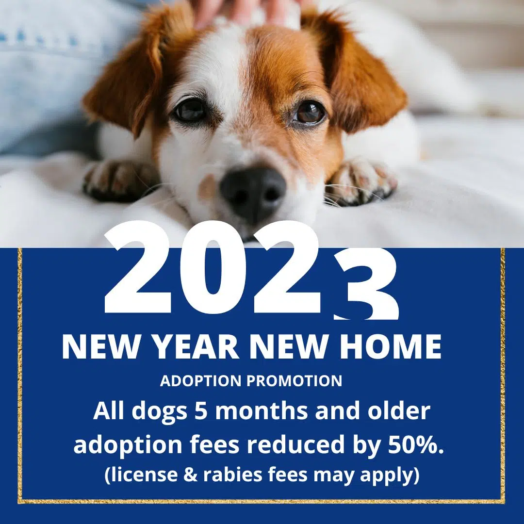 How Much Do Dogs Cost At The Humane Society