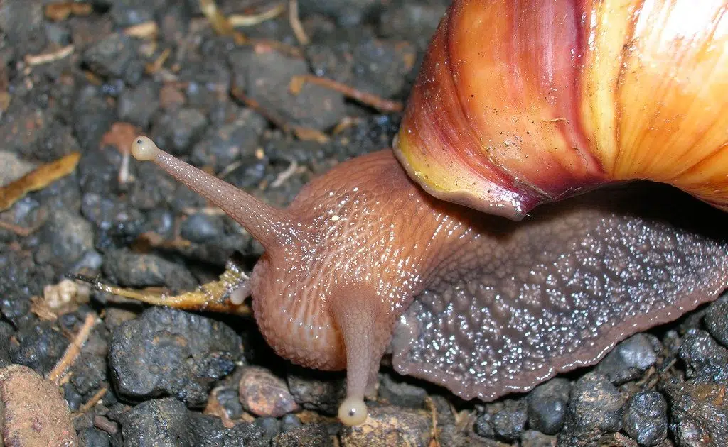 Giant deadly snails invading Florida! See vid in blog. B107.3