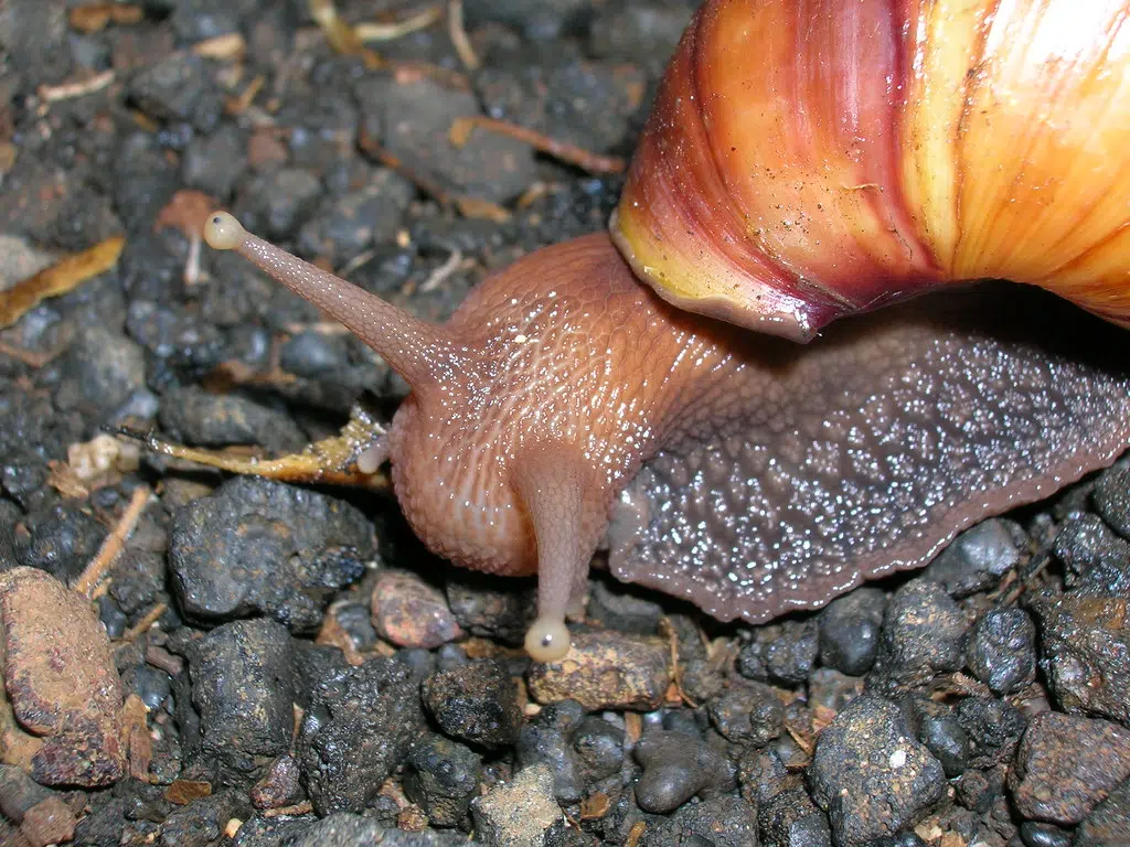 Giant deadly snails invading Florida! See vid in blog. B107.3
