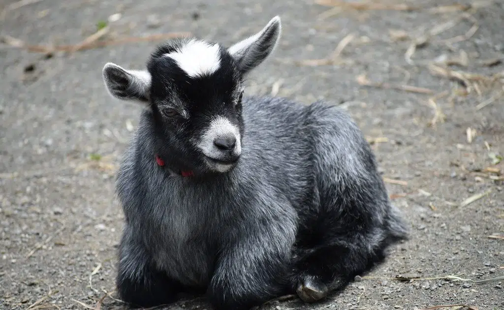 Kevin Bacon Singing Harry Styles To His…Goats? B107.3 Lincoln's 1