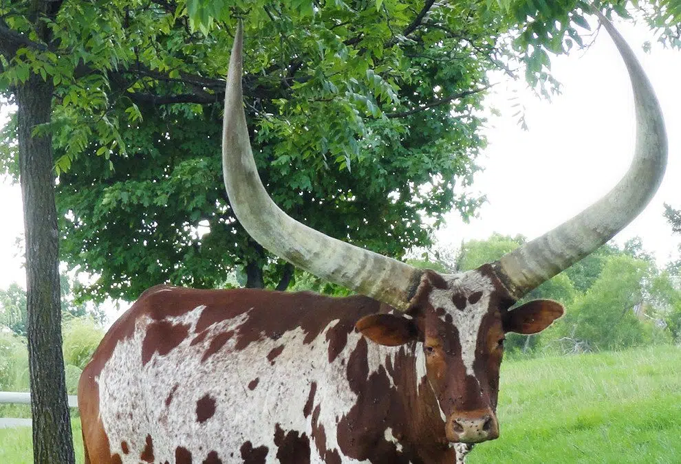 us-driver-pulled-over-with-huge-african-bull-riding-shotgun-in-car-usa