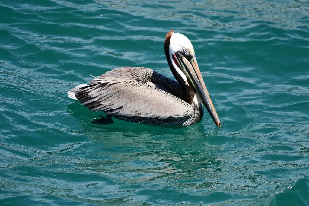 Illinois proving popular route for American white pelicans | South ...