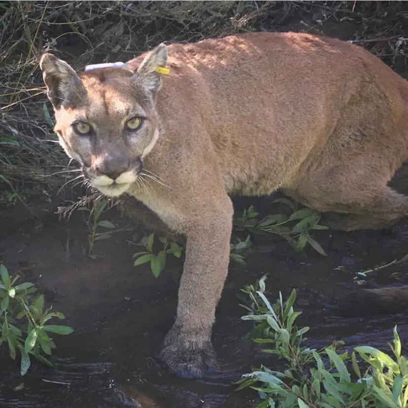 DNR: Fish & Wildlife: Mountain Lion