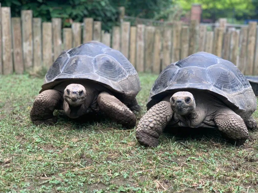 Columbian Park Zoo | justaroamaway.com