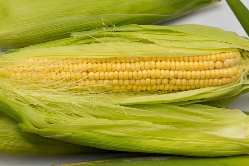 Illinois to have Sweet Corn Appreciation Day