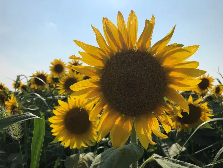 Matthiessen sunflower planting to start soon The Voice of LaSalle