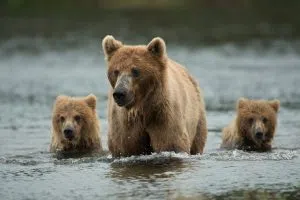 Alaska Brown bear with cubs