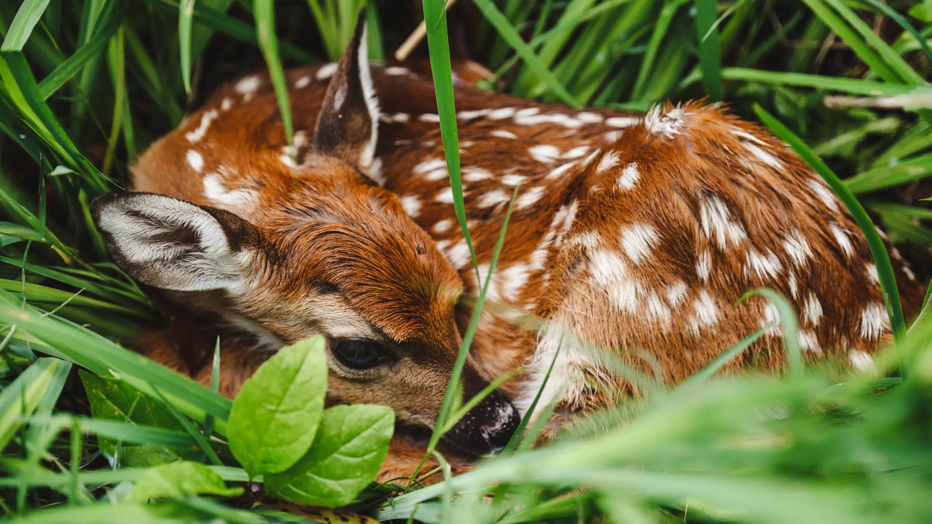 What To Do If You Find a Baby Wild Animal | Hello Georgetown