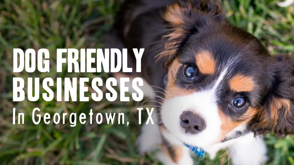 Dog Friendly Businesses in Georgetown, TX